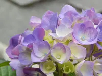 善峯寺の写真・動画_image_205236