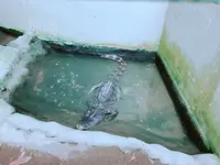 草津熱帯圏の写真・動画_image_205427