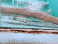 草津熱帯圏の写真・動画_image_205428