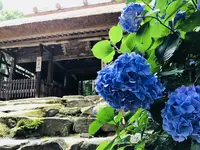 阿弥陀寺の写真・動画_image_205885