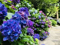 阿弥陀寺の写真・動画_image_205886