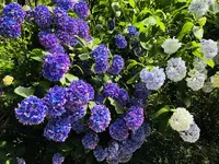 阿弥陀寺の写真・動画_image_205889
