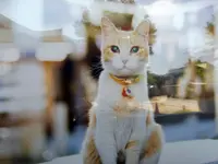 伊勢神社の写真・動画_image_205904