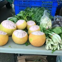 デデドの朝一の写真・動画_image_205919