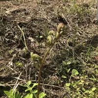 飯能市指定天然記念物の写真・動画_image_206246