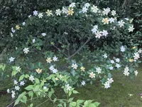 平等院の写真・動画_image_206461