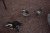 上越市立水族博物館 うみがたり（旧：上越市立水族博物館）の写真・動画_image_206508