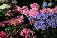 宮ノ下の写真・動画_image_206669