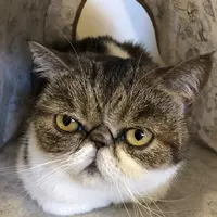 麻生 猫カフェ 福猫茶房の写真・動画_image_206783