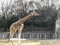 東山動物園の写真・動画_image_207006