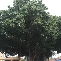 Kailua Pierの写真・動画_image_207786