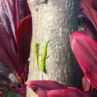 ロイヤル・コナ・リゾートの写真・動画_image_207794