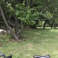 都立潮風公園の写真・動画_image_207919