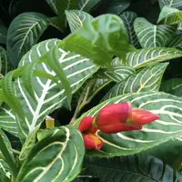 アカカ滝の写真・動画_image_208451