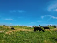 四国カルスト高原放牧場の写真・動画_image_209131