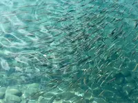 田沢湖の写真・動画_image_209354