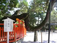 香椎宮の写真・動画_image_210150