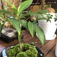 フラワー＆カフェ ニジョックの写真・動画_image_210194