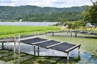 余呉湖の写真・動画_image_210832