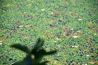 余呉湖の写真・動画_image_210845