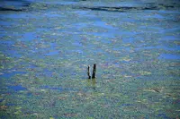余呉湖の写真・動画_image_210846