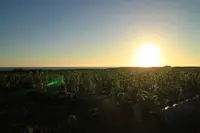ムスヌン浜の写真・動画_image_211313