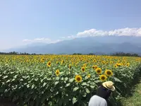 明野のひまわり畑の写真・動画_image_211669