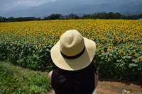 明野のひまわり畑の写真・動画_image_211670
