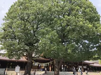 明治神宮の写真・動画_image_212405