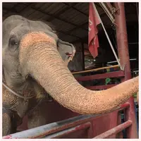 アユタヤ・エレファント・キャンプの写真・動画_image_212477
