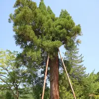 諏訪神社の写真・動画_image_212614