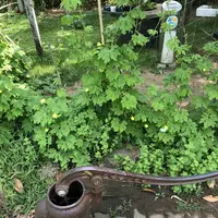 九十九里ハーブガーデンの写真・動画_image_212891