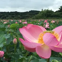 長沼の写真・動画_image_213285