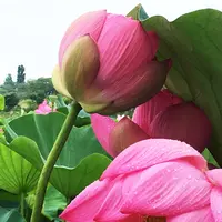 長沼の写真・動画_image_213295