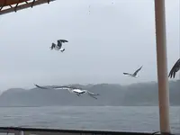 浄土ヶ浜の写真・動画_image_213402