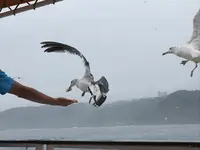 浄土ヶ浜の写真・動画_image_213403