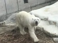 男鹿水族館GAOの写真・動画_image_213416