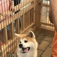 秋田駅の写真・動画_image_213434