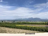 ファーム富田の写真・動画_image_213732