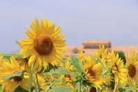 長井海の手公園ソレイユの丘の写真・動画_image_213750