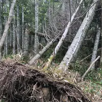 知床五湖の写真・動画_image_213828