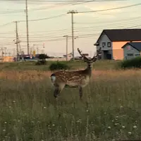 日の出岬の写真・動画_image_213923