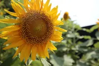 猿島の写真・動画_image_213933