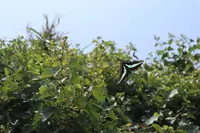 猿島の写真・動画_image_213934