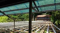 【閉業】滝流しそうめんの写真・動画_image_214409