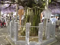 大歳神社　千年藤の写真・動画_image_214421