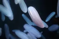 アクアワールド茨城県大洗水族館の写真・動画_image_214459