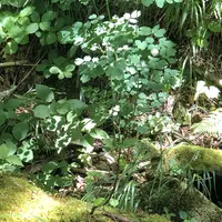 知床五湖の写真・動画_image_214645