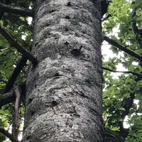 知床五湖の写真・動画_image_214647
