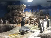 下関市立しものせき水族館・海響館の写真・動画_image_215170